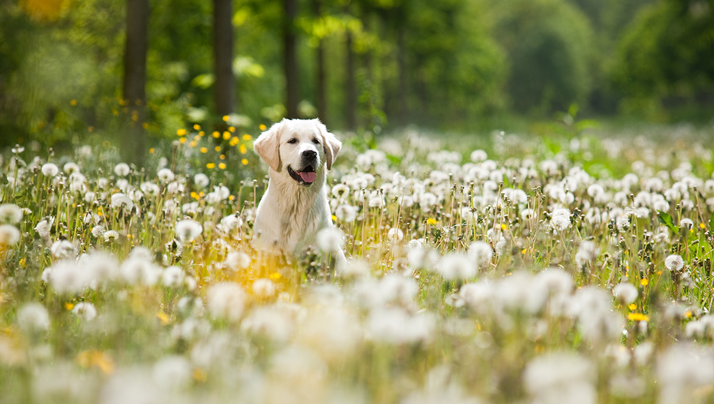 50 Fascinating Facts About Dogs